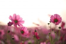 fotobehang roze bloemen - 35856279_ds